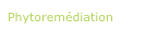 Phytoremédiation