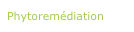 Phytoremédiation